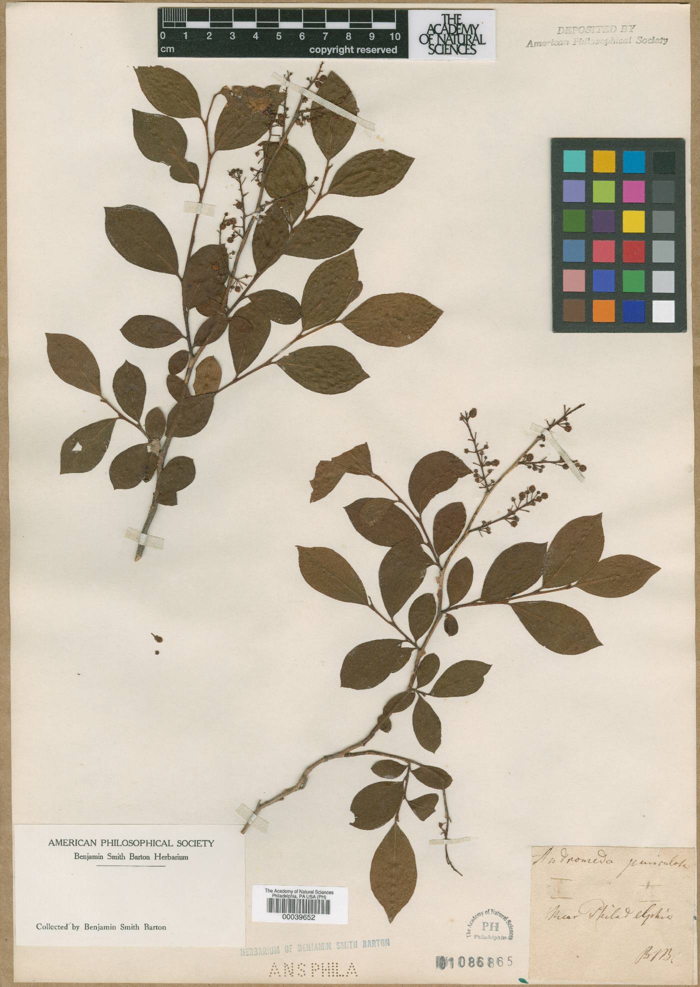 Andromeda paniculata image