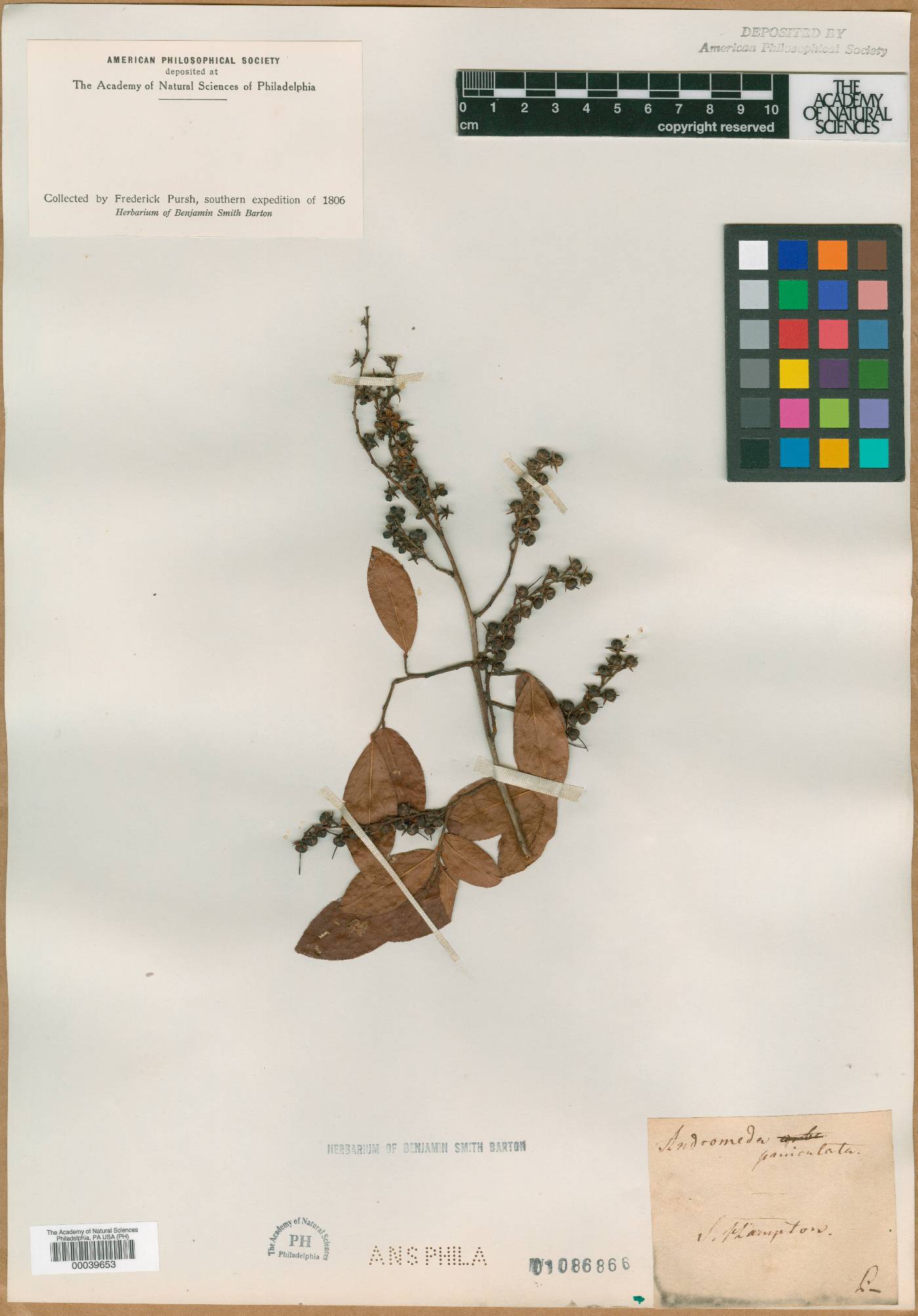 Andromeda paniculata image