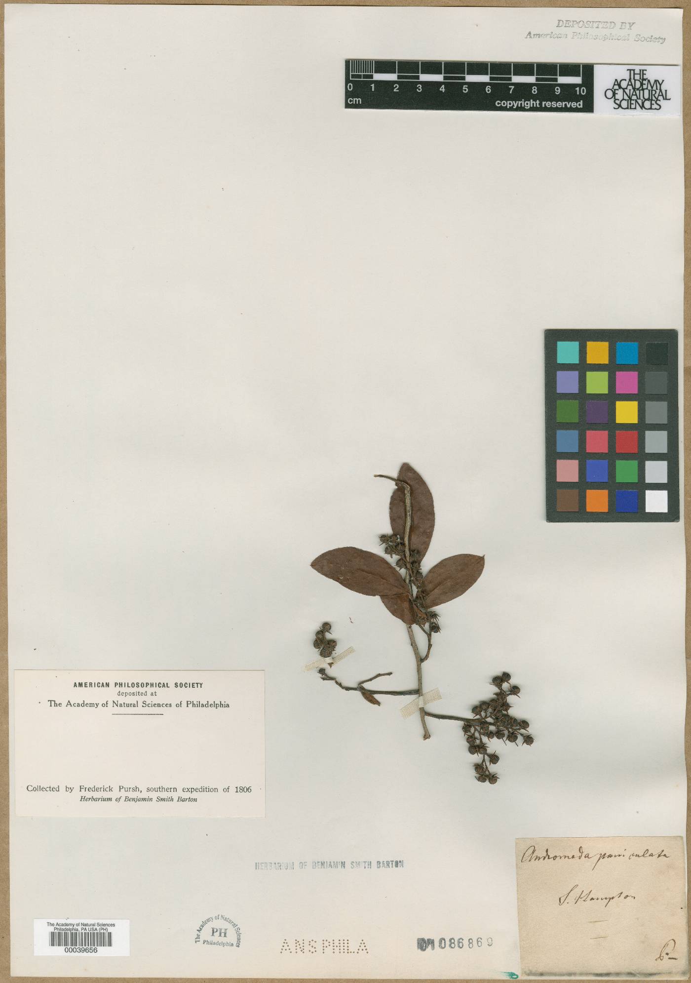 Andromeda paniculata image