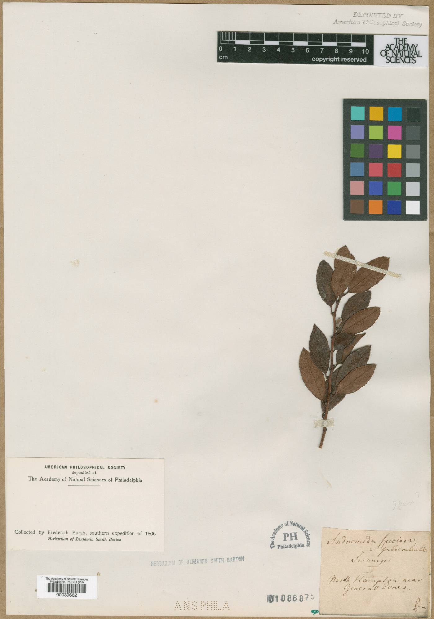 Andromeda speciosa var. pulverulenta image