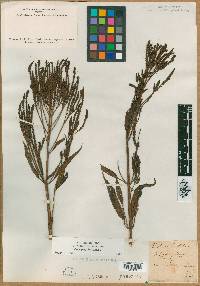 Verbena hastata image