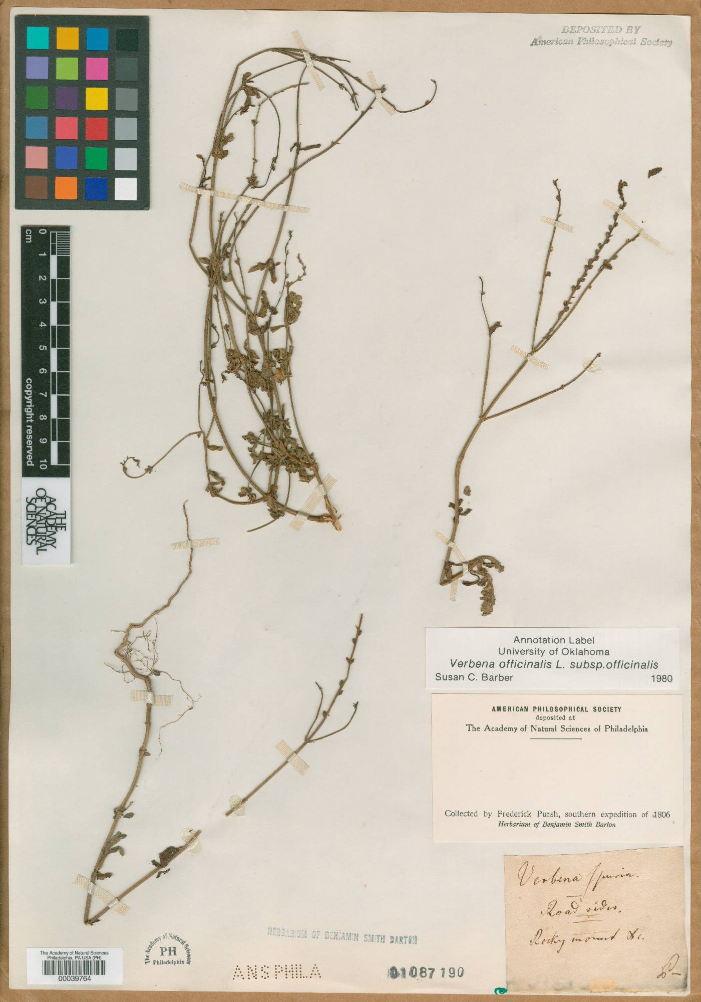 Verbena officinalis subsp. officinalis image