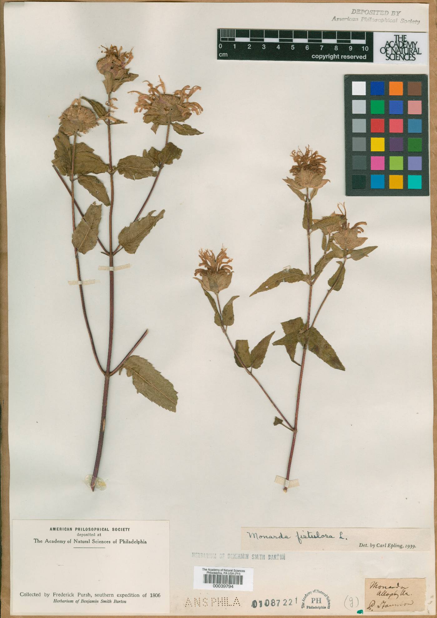 Monarda allophylla image