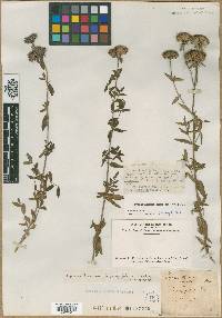 Pycnanthemum setosum image