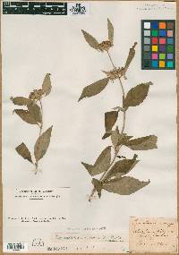 Pycnanthemum incanum image