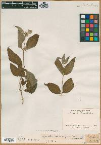 Image of Pycnanthemum viridifolium