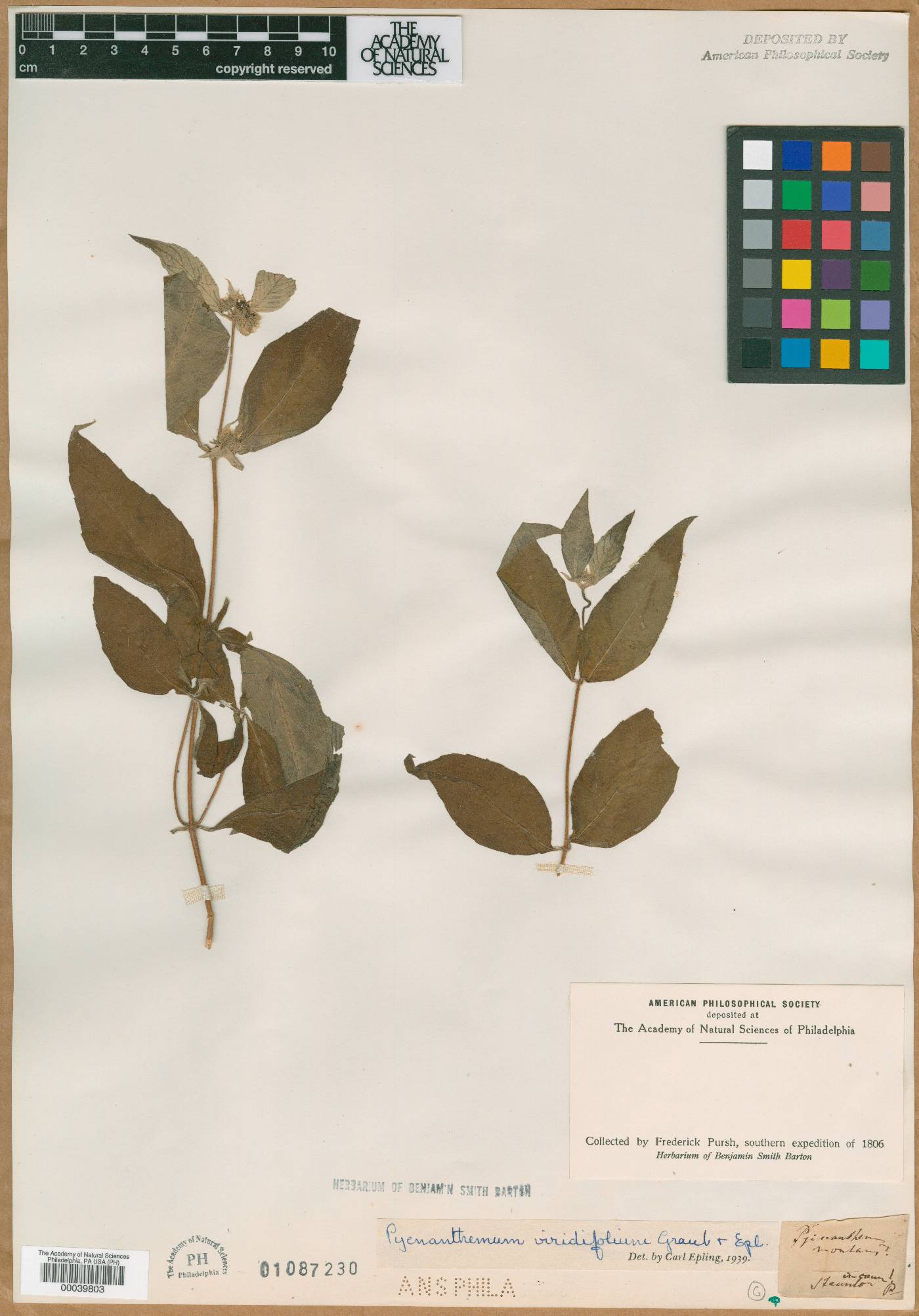 Pycnanthemum viridifolium image