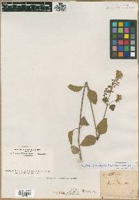 Scutellaria ovalifolia image