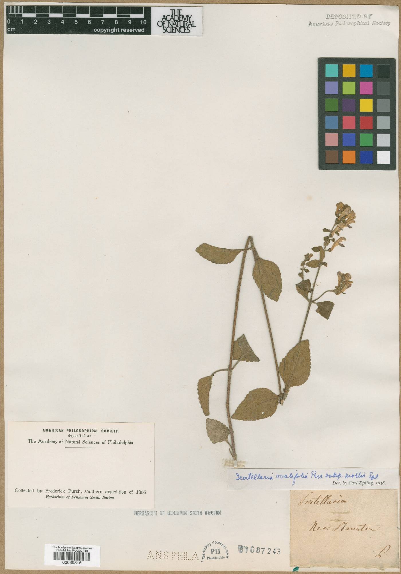 Scutellaria ovalifolia subsp. mollis image