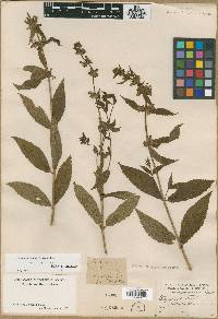 Stachys tenuifolia image