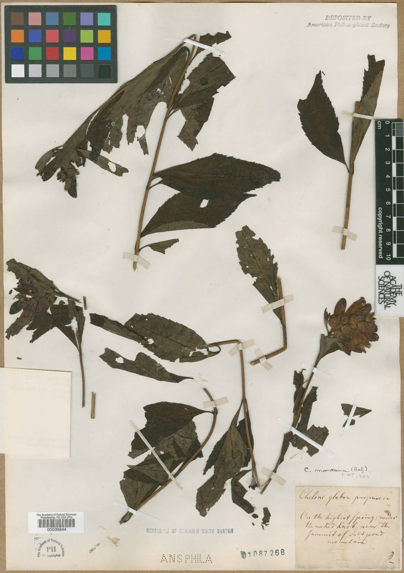 Chelone montana image