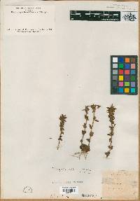 Tragiola pilosa image