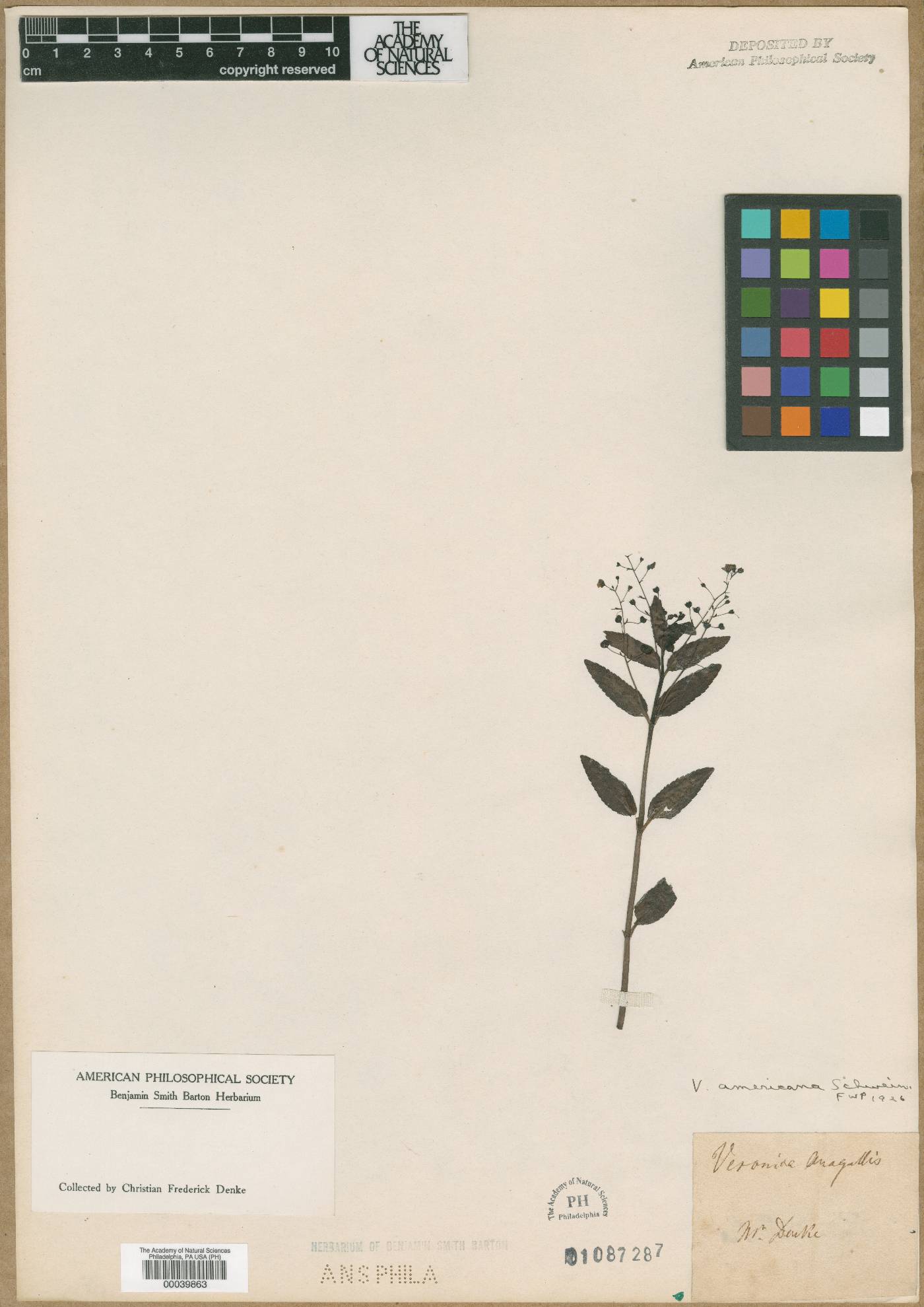 Veronica grandiflora image