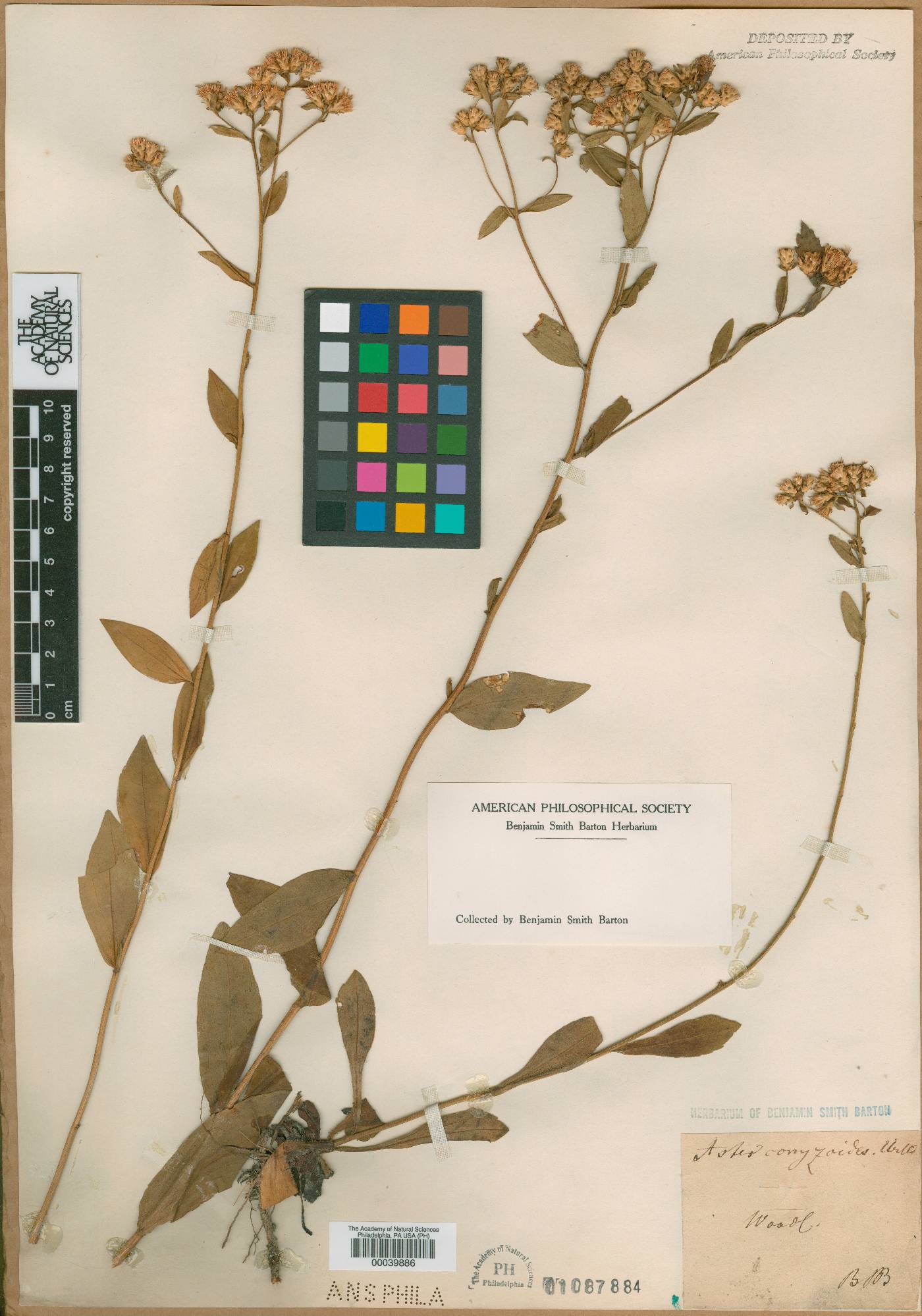Aster conyzoides image