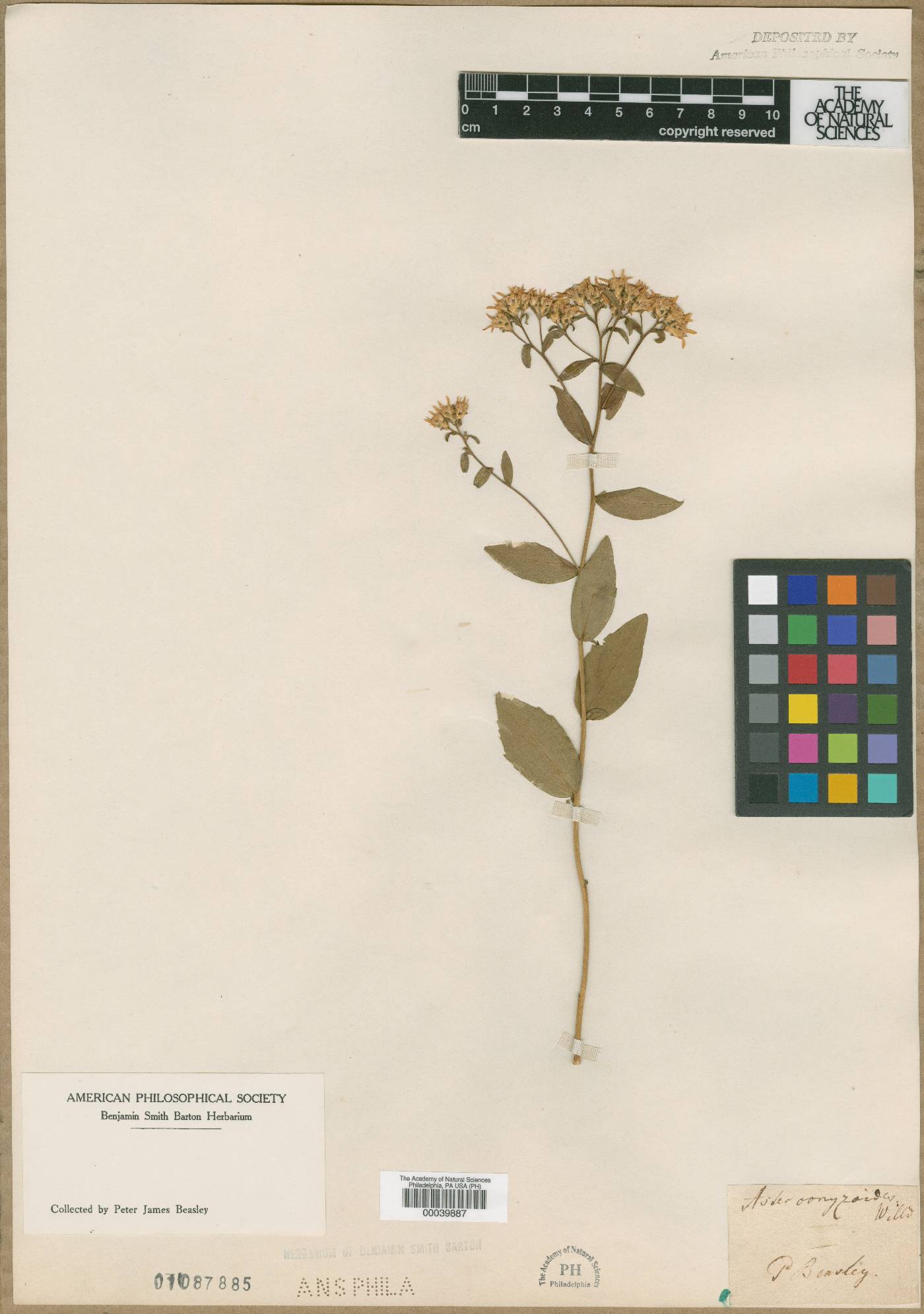 Aster conyzoides image