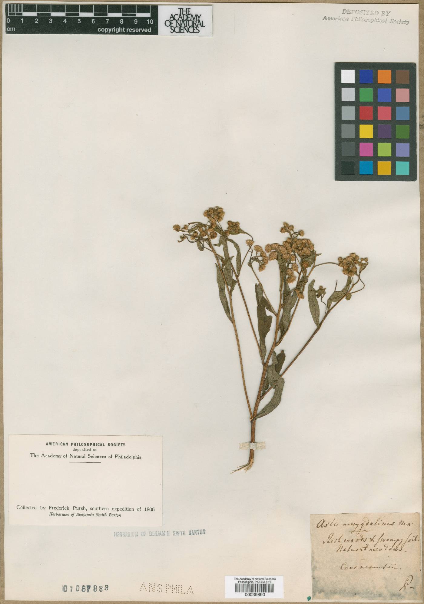 Aster amygdalinus image