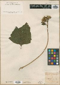 Arnoglossum atriplicifolium image