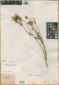 Coreopsis trichosperma image