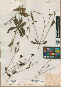 Coreopsis major image