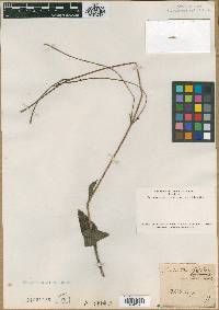 Image of Helianthus altissimus