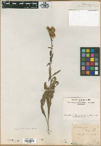 Liatris squarrosa image