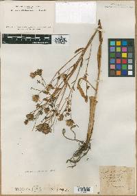 Image of Liatris bellidifolia