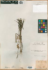 Liatris pycnostachya image