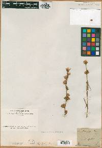 Liatris × spheroidea image