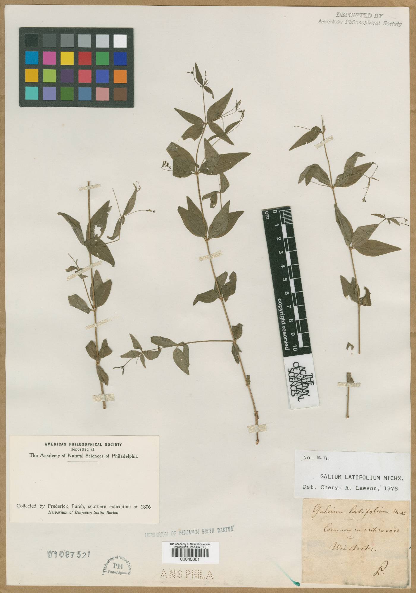 Galium latifolium image