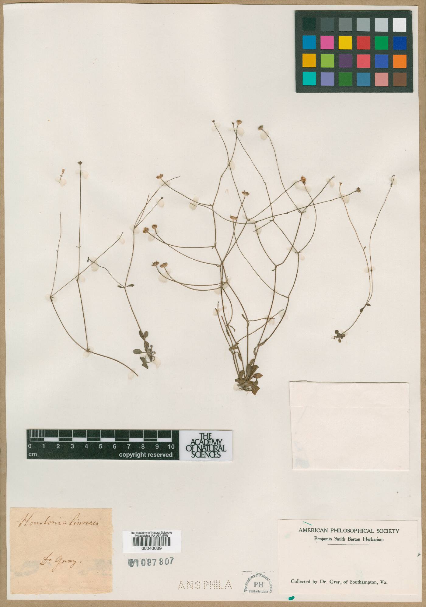 Houstonia linnaei image