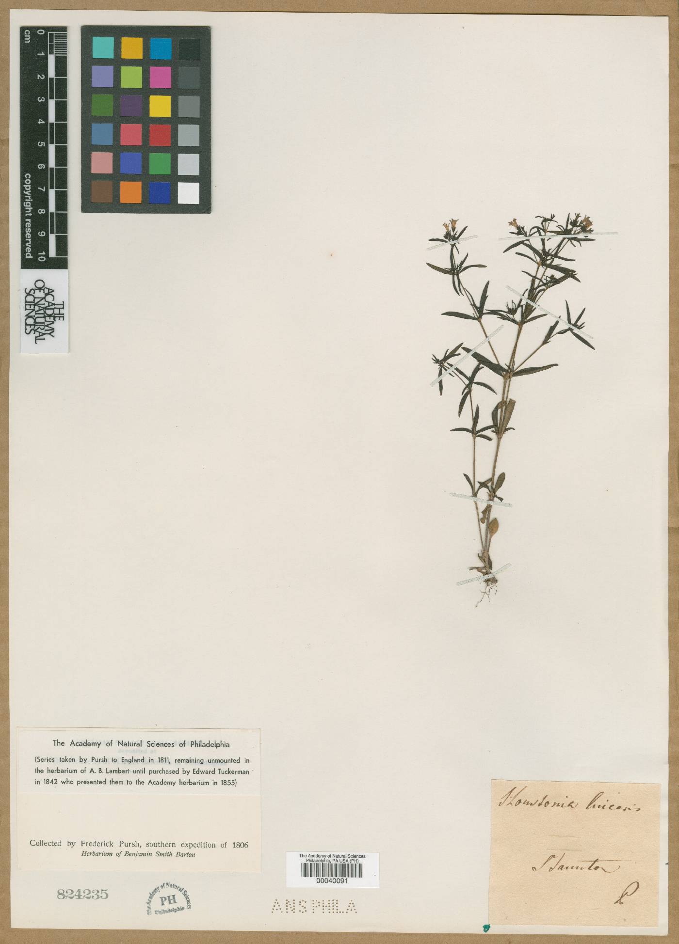 Houstonia linnaei image