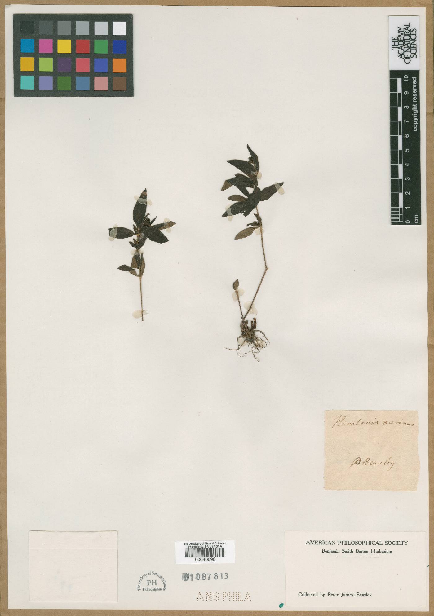 Houstonia varians image