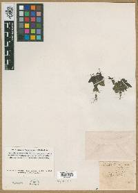 Houstonia varians image