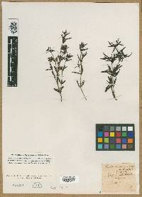 Houstonia varians image