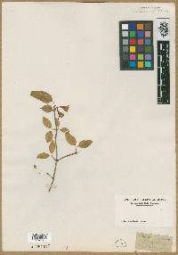 Lonicera canadensis image