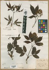 Sambucus racemosa subsp. racemosa image