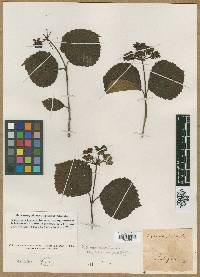 Viburnum dentatum var. venosum image