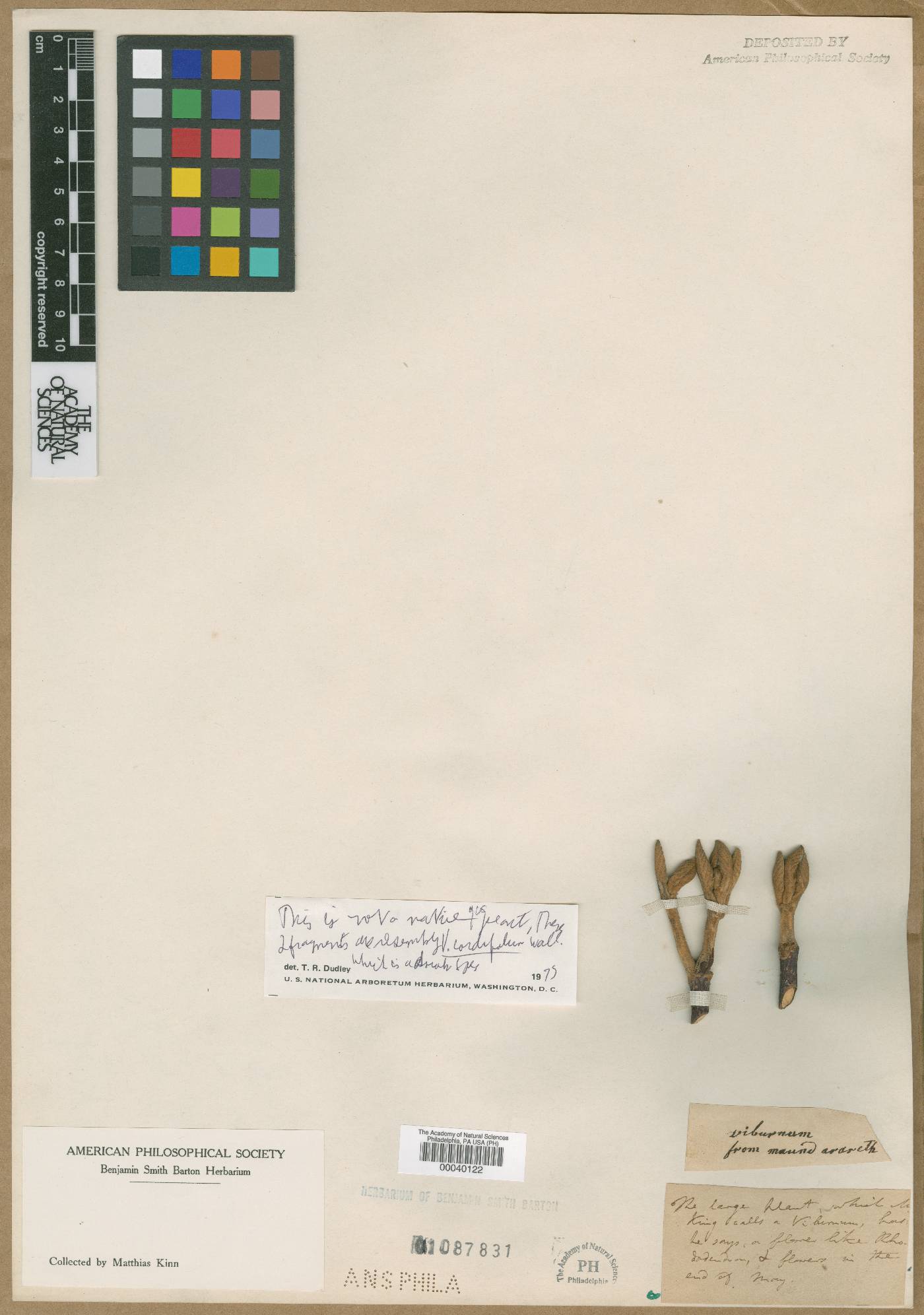 Viburnum cordifolium image