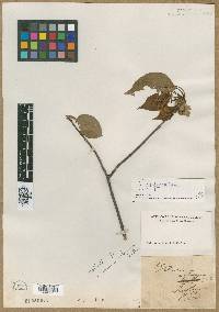 Image of Viburnum arboreum