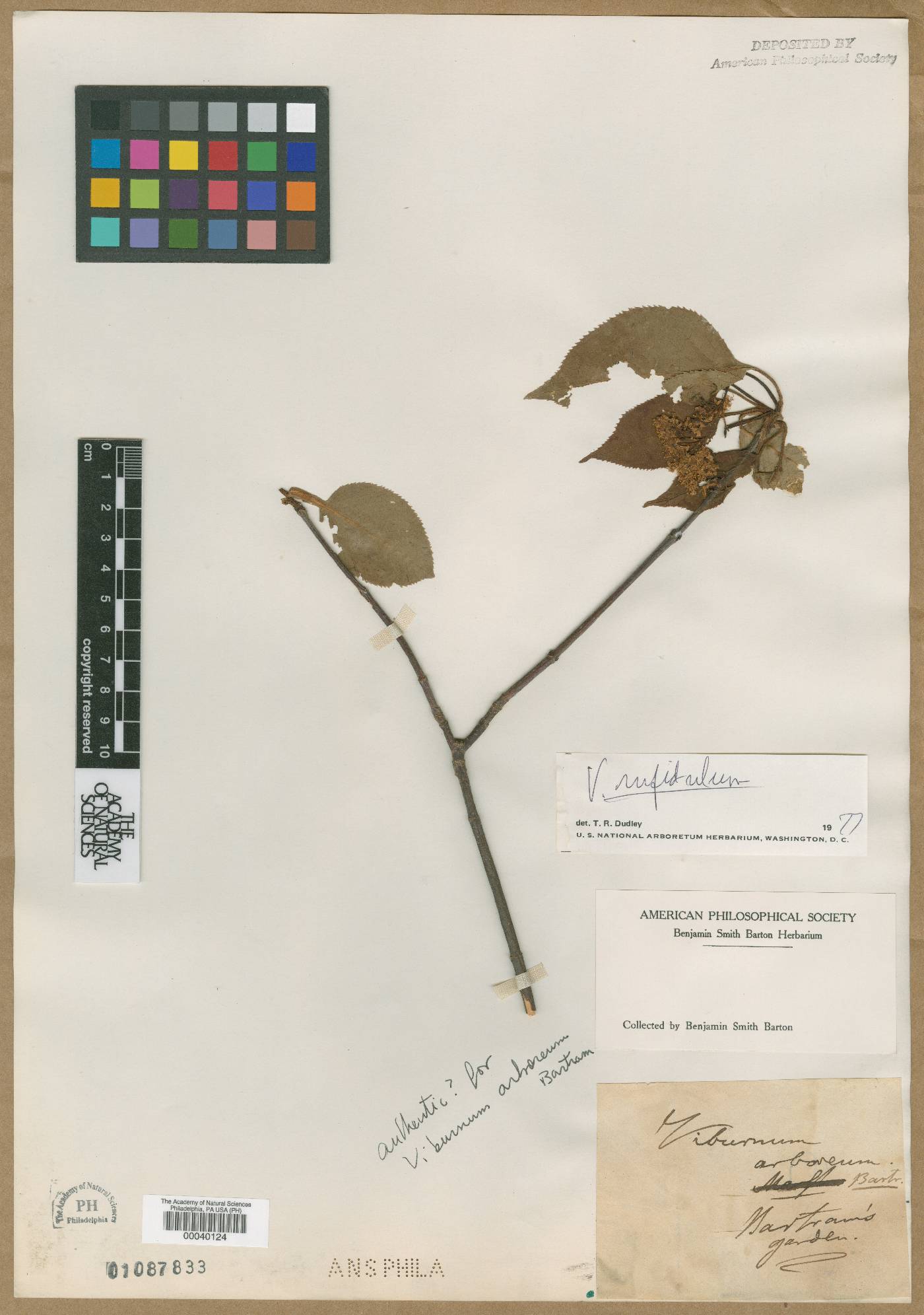Viburnum arboreum image