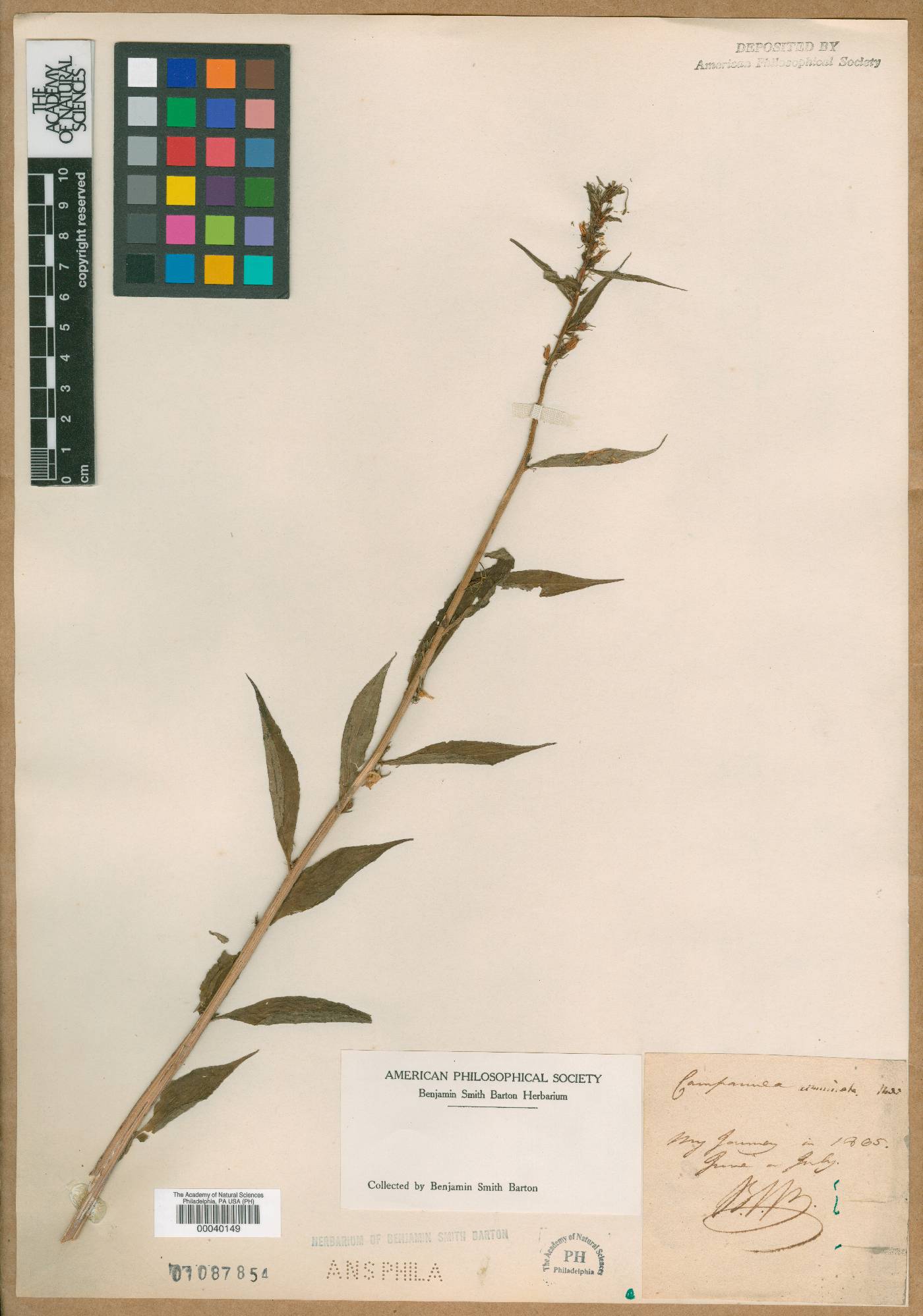 Campanula acuminata image