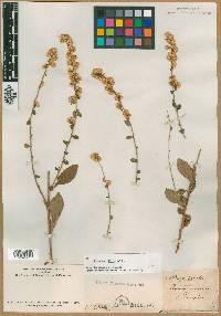 Solidago bicolor image