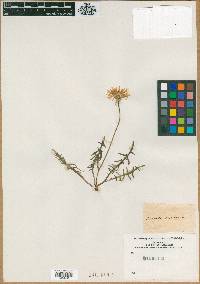 Taraxacum officinale subsp. officinale image