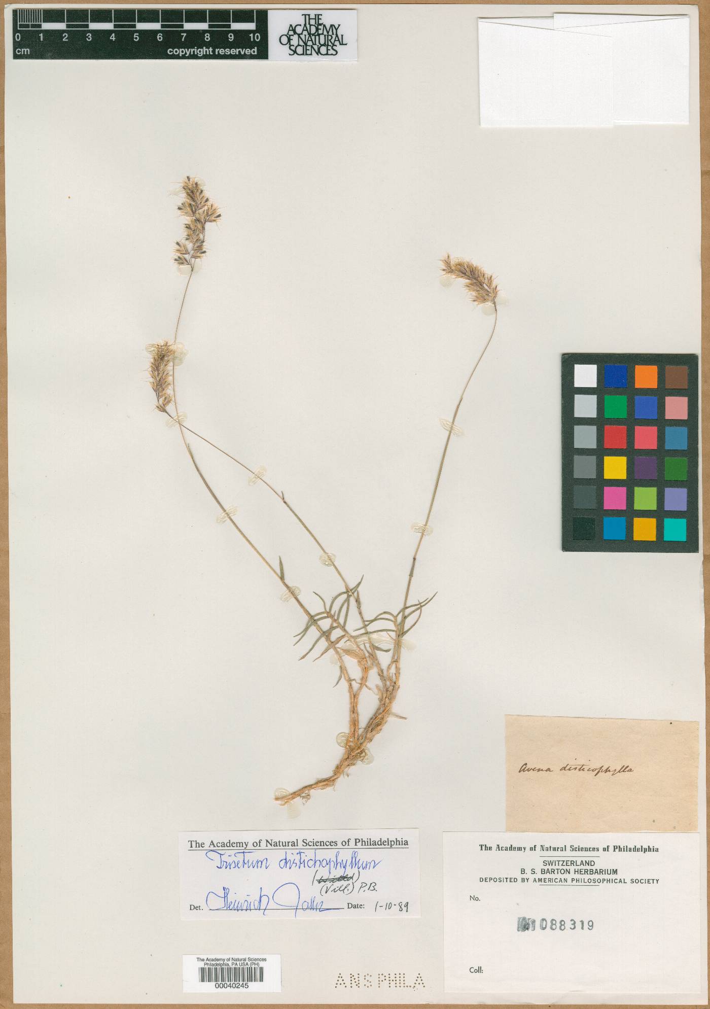 Trisetum distichophyllum image
