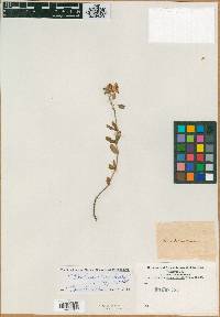 Image of Cistus helianthemum