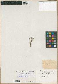 Chamorchis alpina image