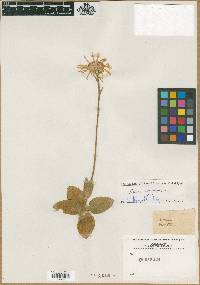Arnica montana image