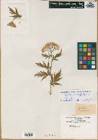 Achillea macrophylla image