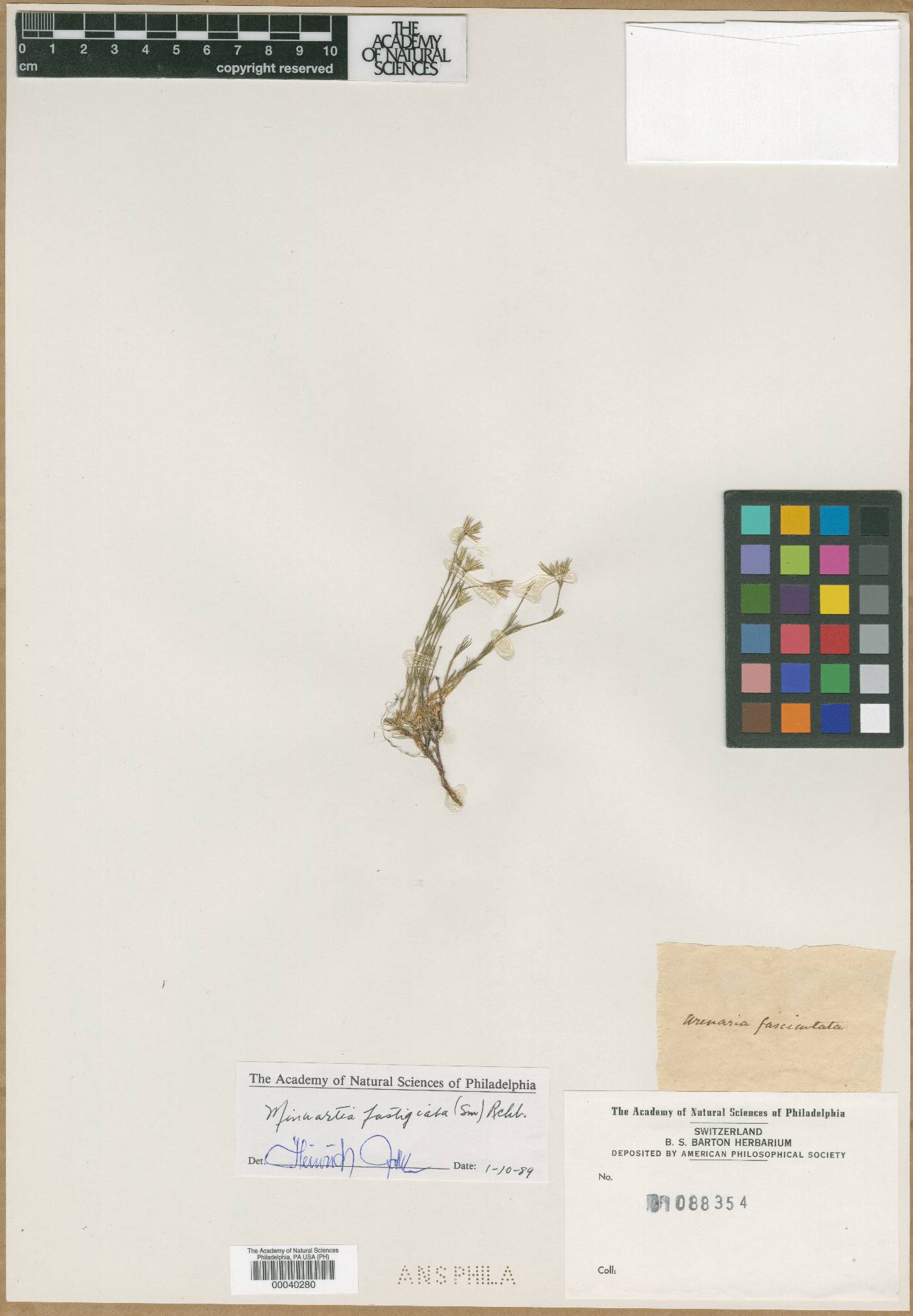 Arenaria fasciculata image