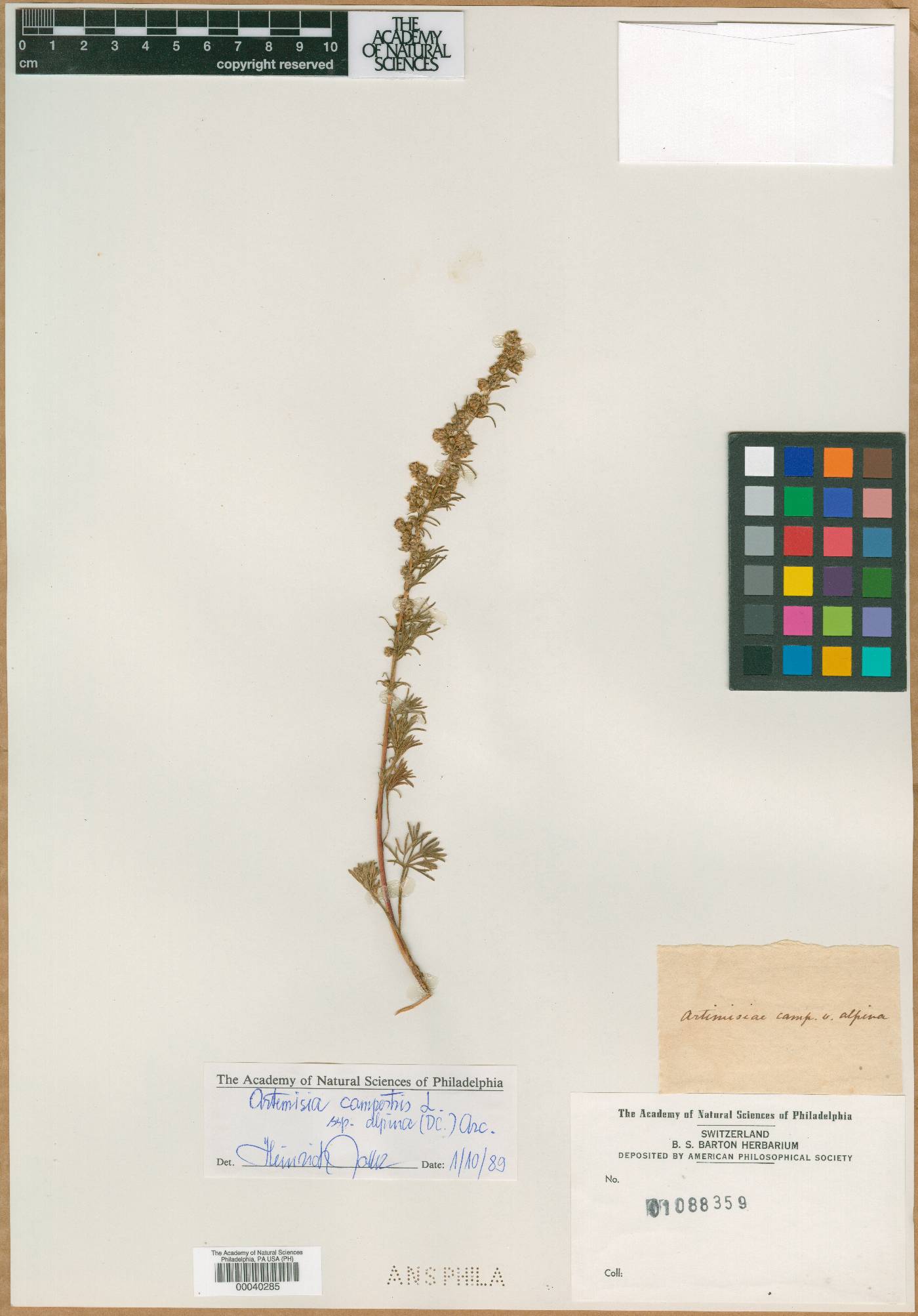 Artemisia campestris subsp. campestris image